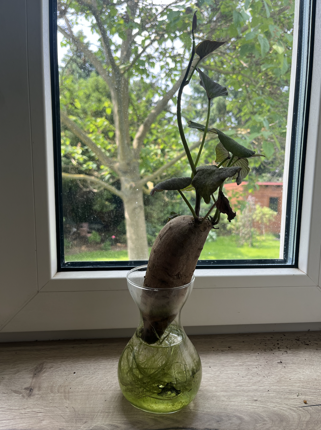 Jak naklíčit batáty doma